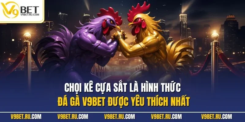 Chọi kê cựa sắt là hình thức đá gà V9BET được yêu thích nhất