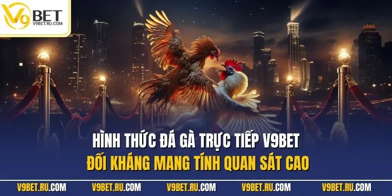 Hình thức đá gà trực tiếp V9BET đối kháng mang tính quan sát cao