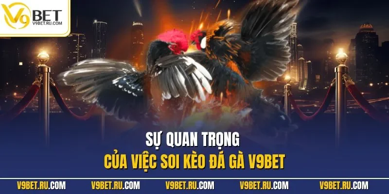 Sự quan trọng của việc soi kèo đá gà V9BET