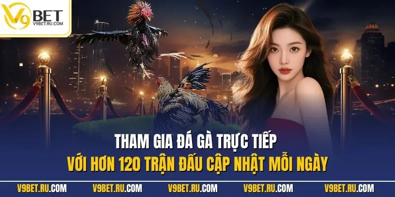 Tham gia đá gà trực tiếp với hơn 120 trận đấu cập nhật mỗi ngày